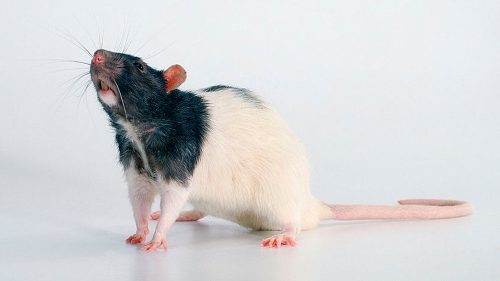 Zoonosis en Roedores